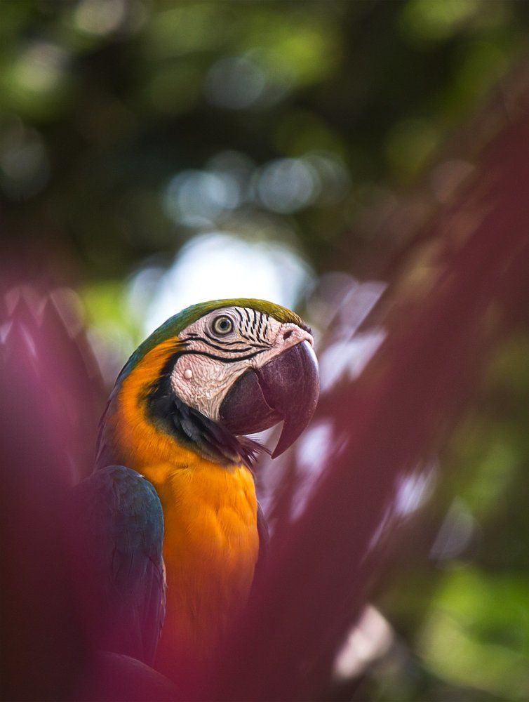 Hiding Macaw