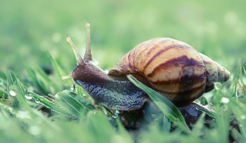 Starving snail