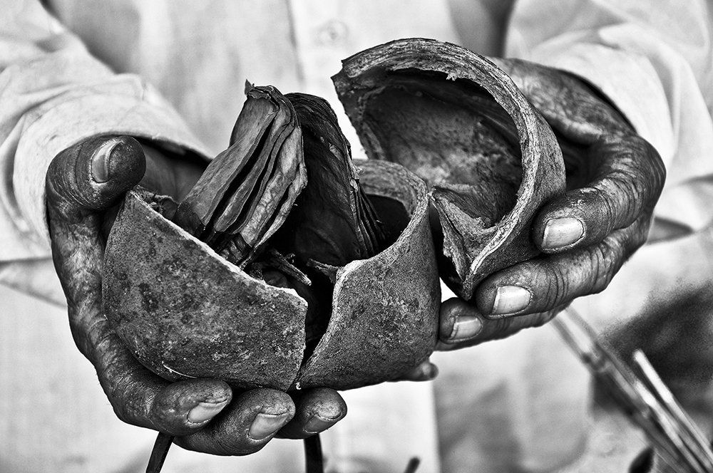 The Dry Flowers Seller