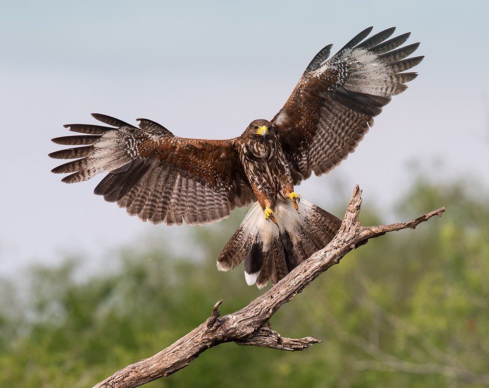 Пустынный канюк - Harris's Hawk.