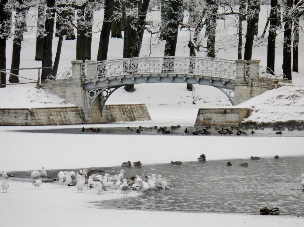 Птичий базар