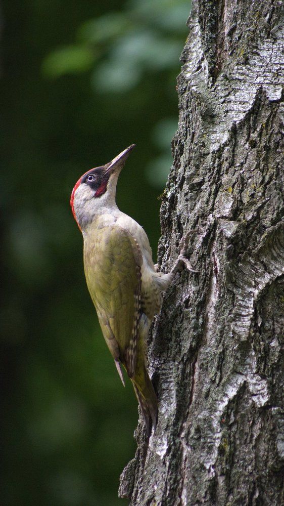 Зелёный дятел