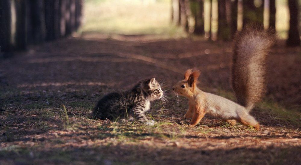 Photograph by Елена Аркадова