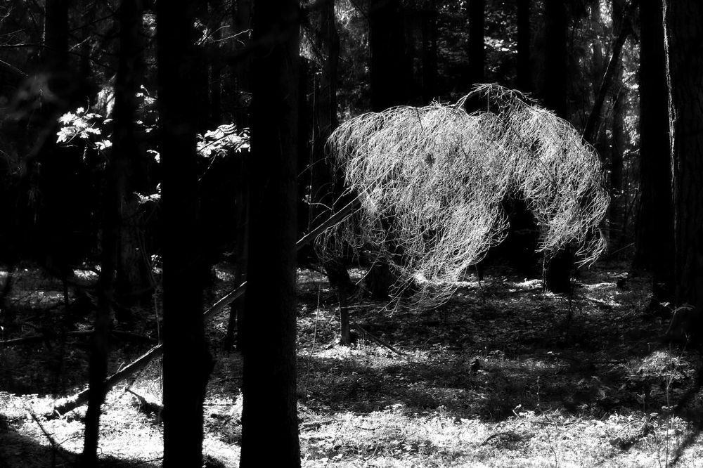 Photograph by Alexey Smal