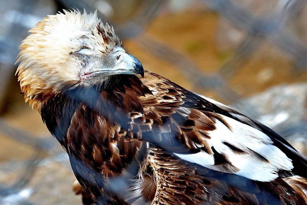 В  БИТВАХ  СРАЖАЛИСЬ ...