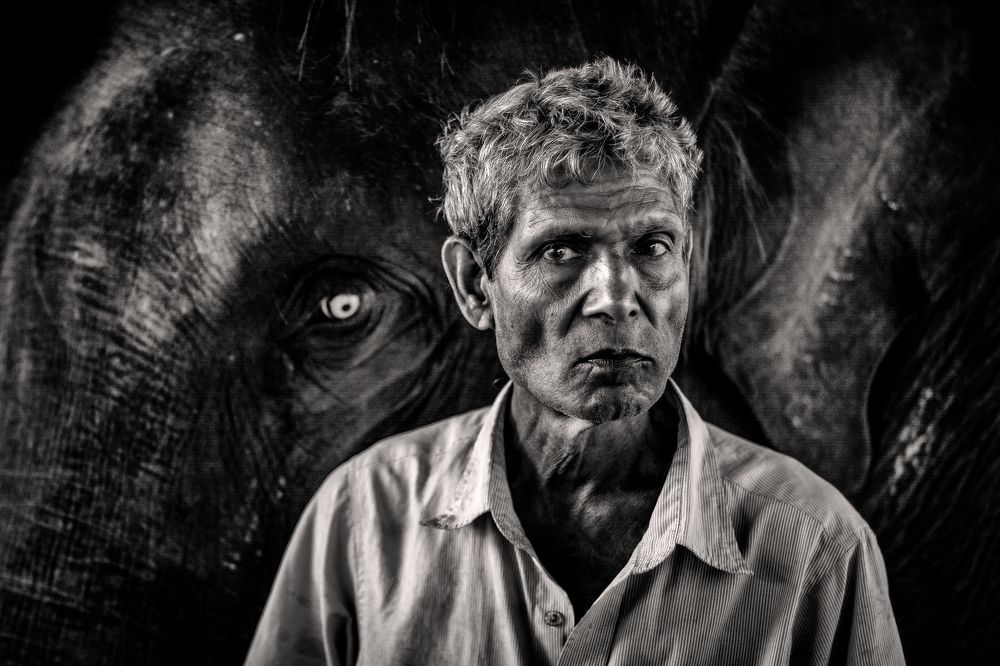 Guard of the elephant