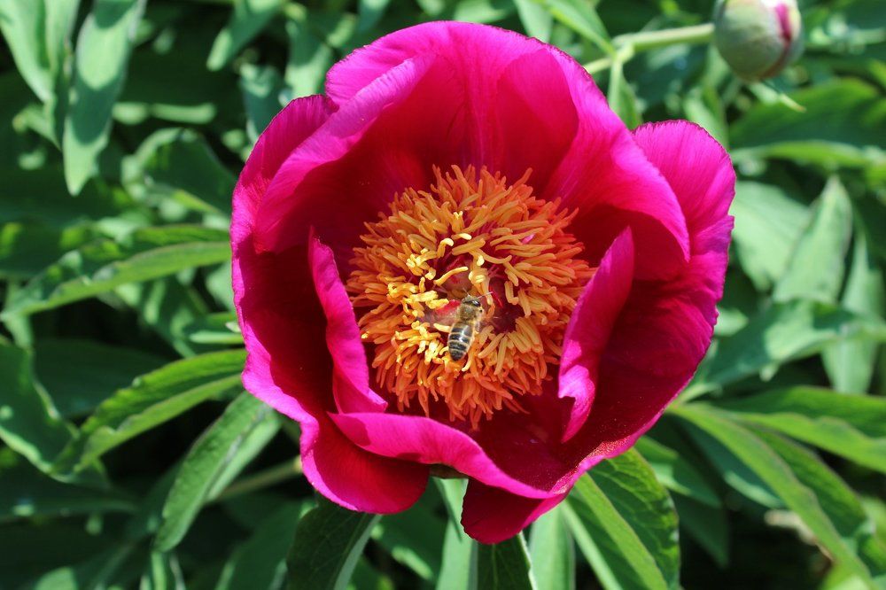 Внутри цветка