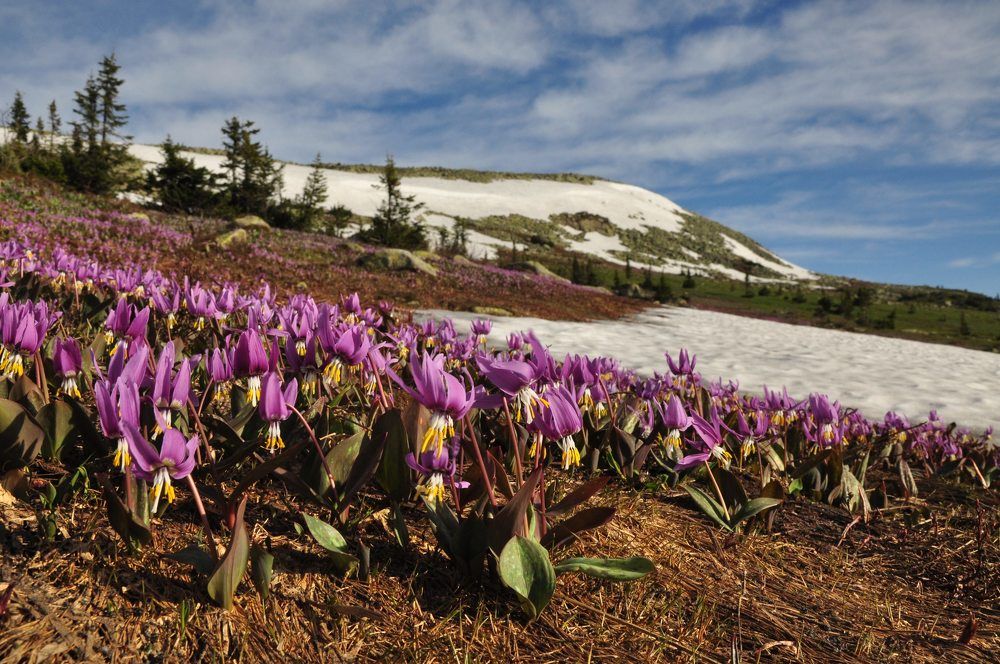 Цветы и снег июньских гора Мустаг