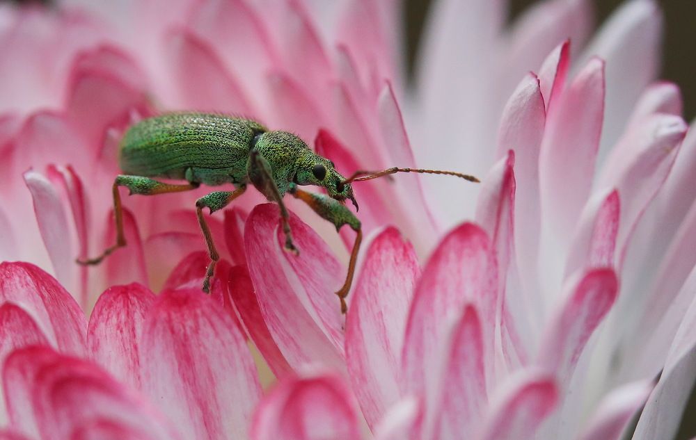 Photograph by Игорь Осипов