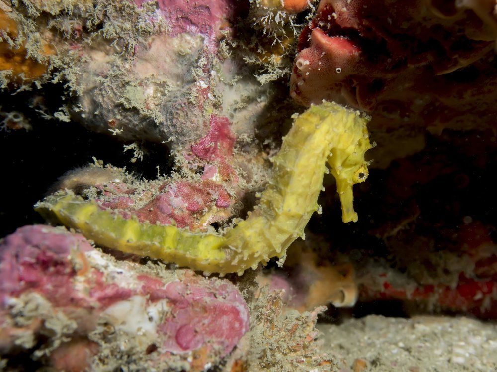 Морской конек