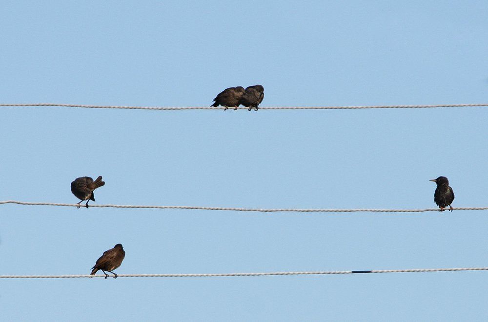 нотная грамота