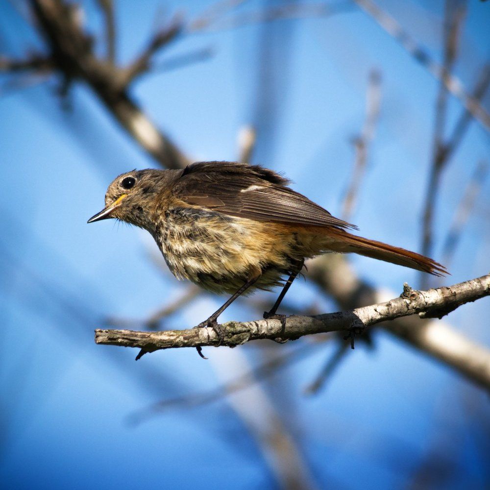 самочка горихвостки
