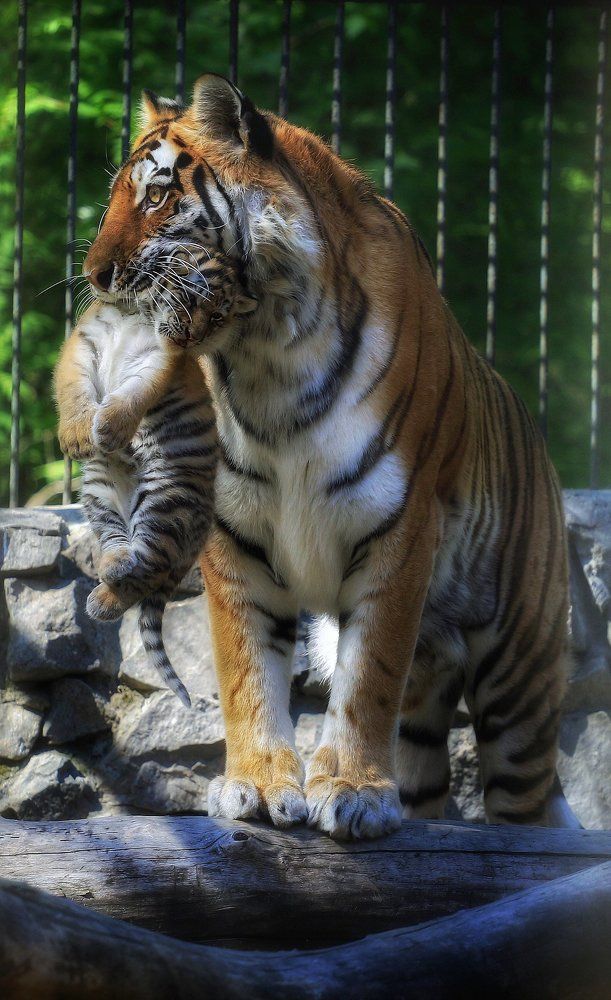 Амурские тигры