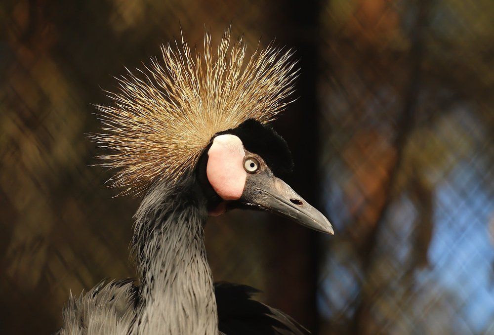 Черный венценосный журавль