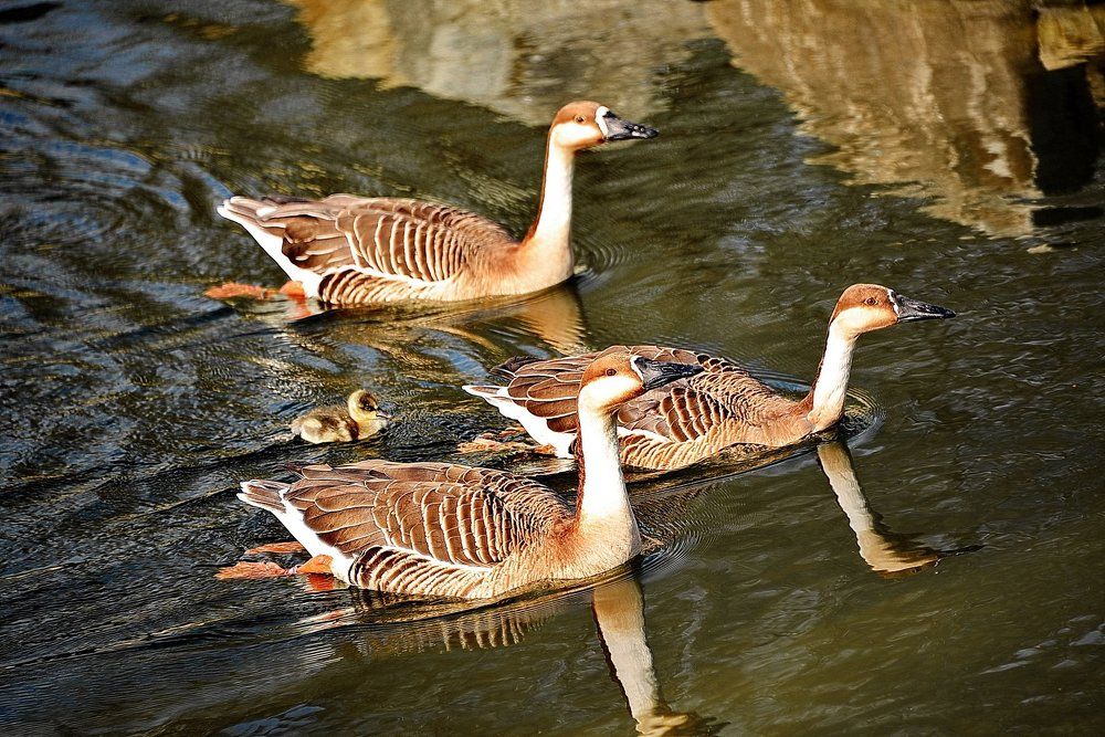 ДЕТКОХРАНИТЕЛИ .