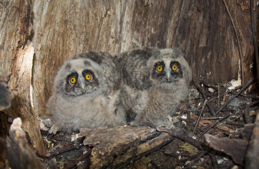 Двое из ларца