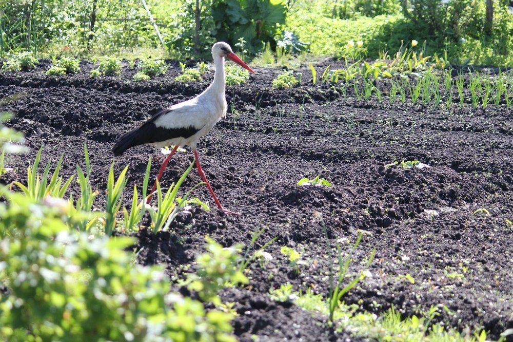 Аист в гостях...