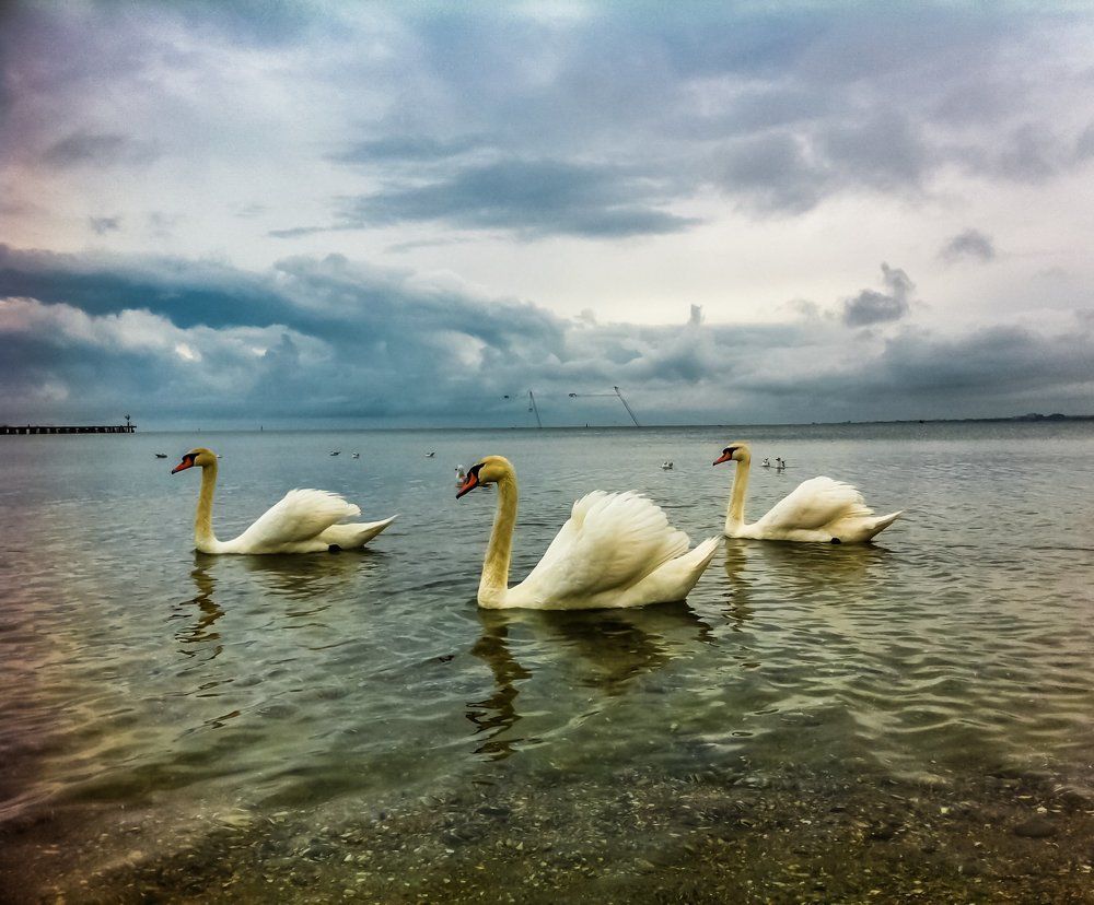 Белые лебеди на черном море