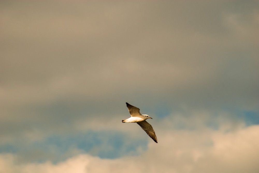 Парит без движенья