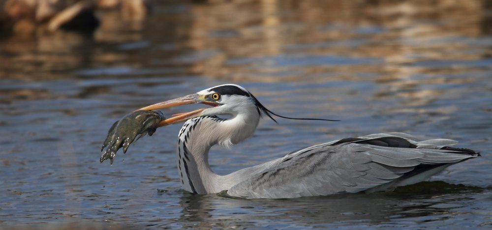 Grey heron with fish