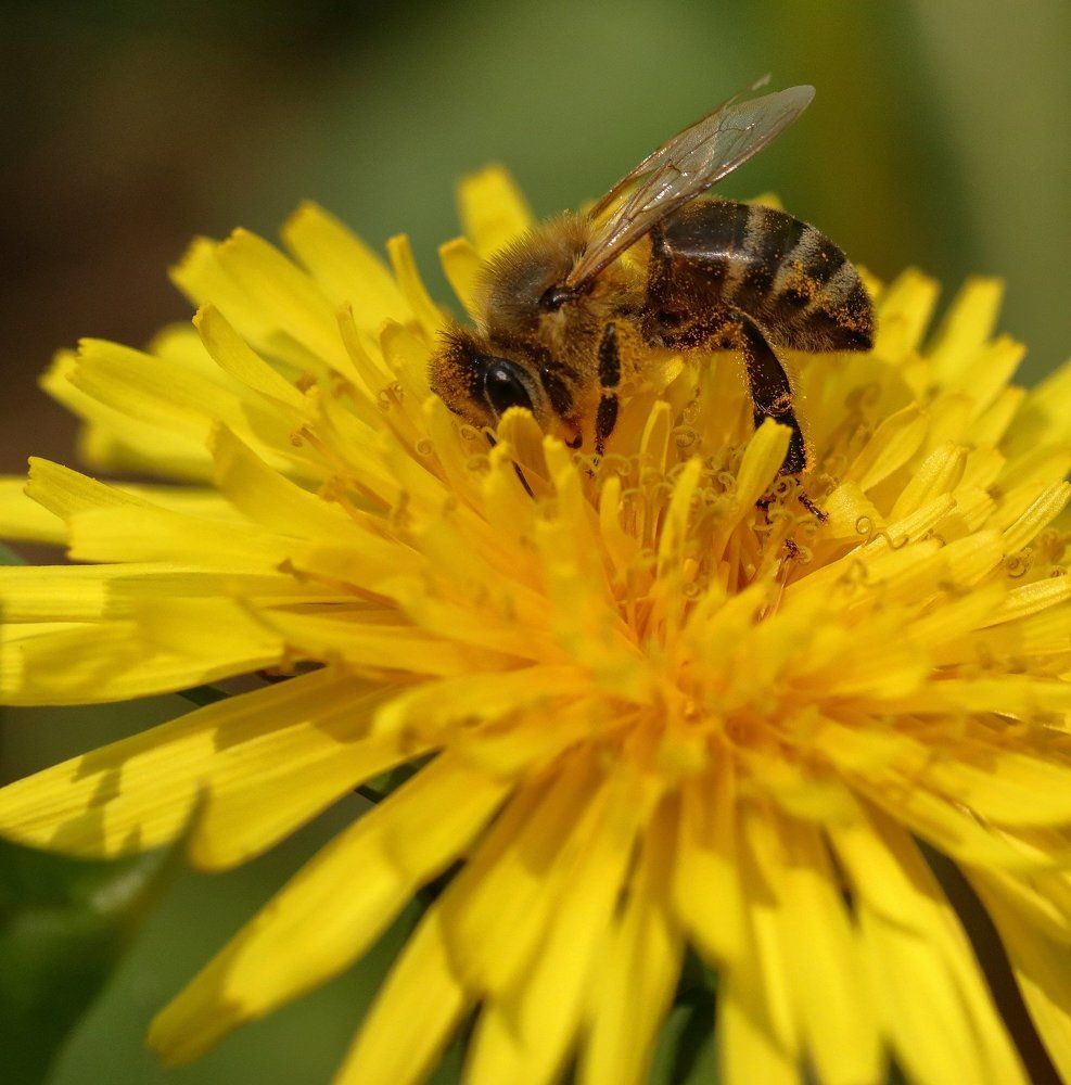 Maya the bee