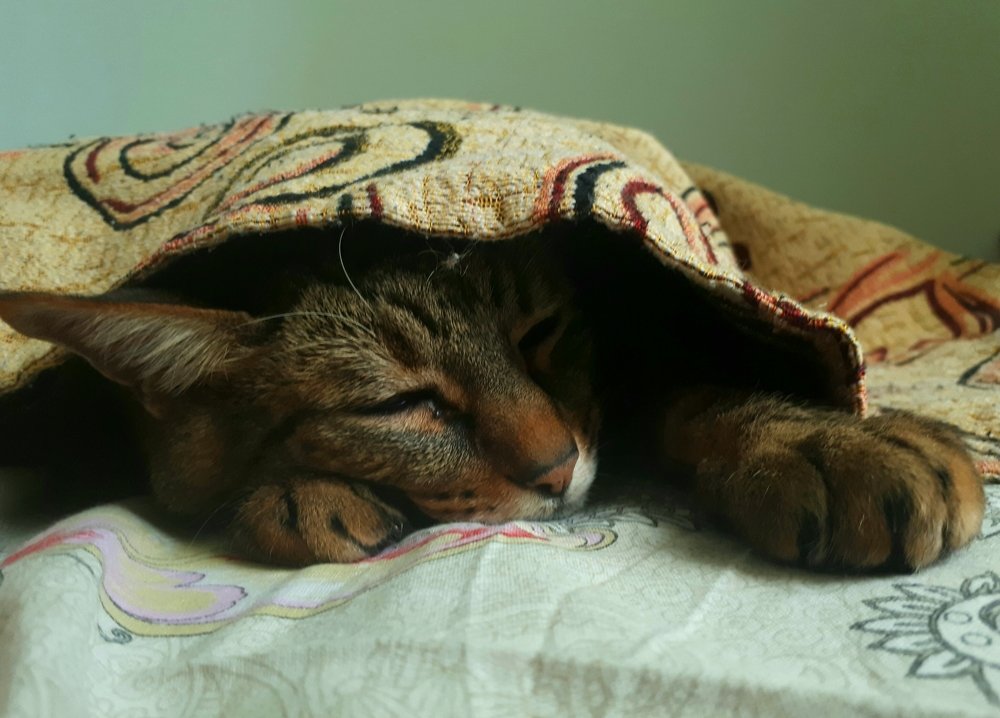 Сон кота