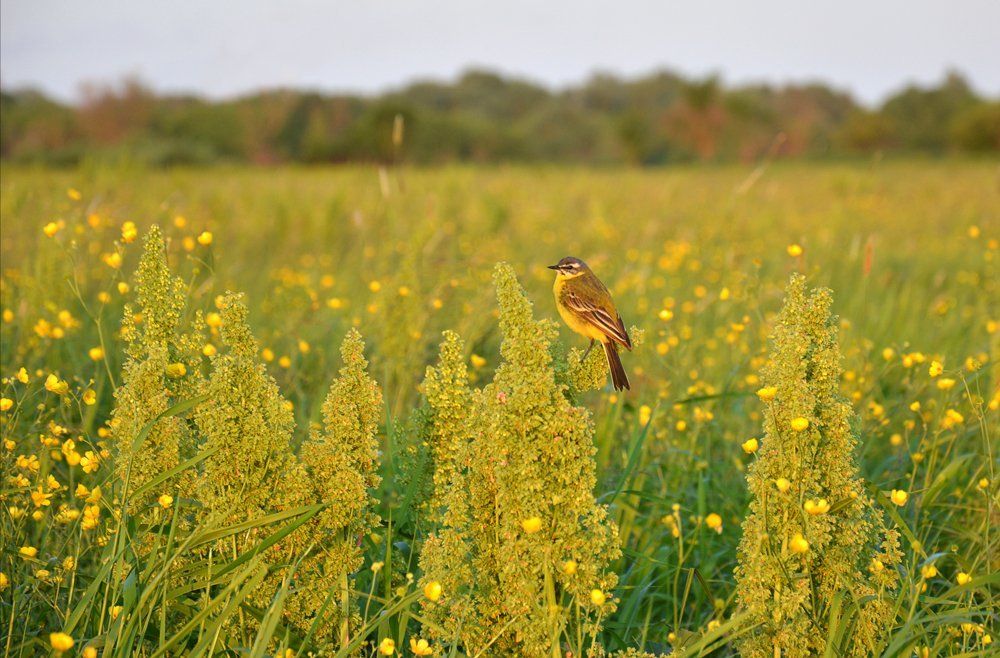 Мастер маскировки