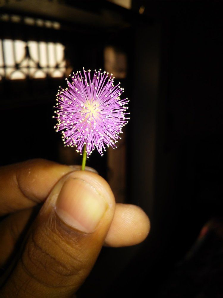 Mimosa