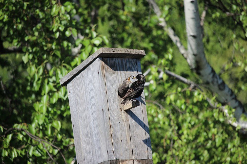 Хороший аппетит.