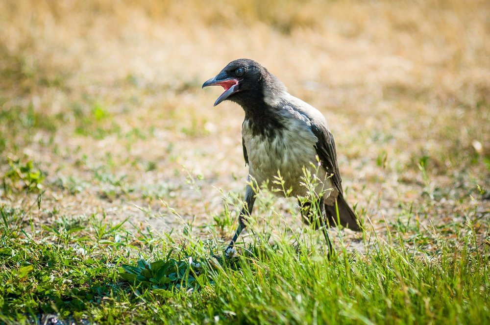Давай Знакомиться!