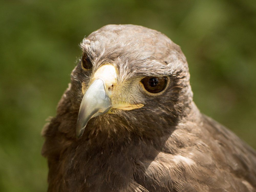 Photograph by Яэль (Юлия Ситохова)