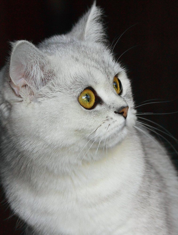 Моя прекрасная леди