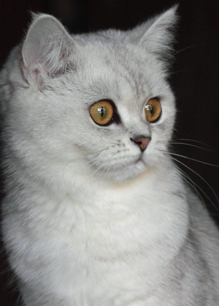 Моя прекрасная леди