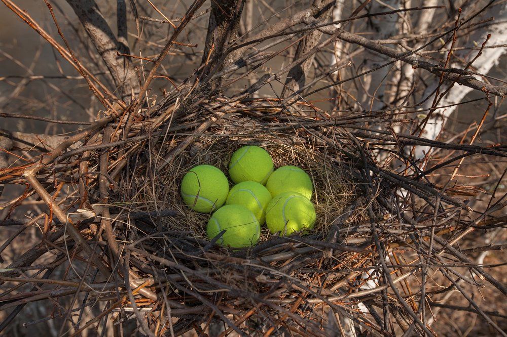 Кукушкино гнездо