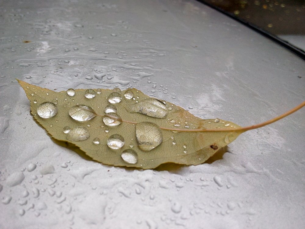 после дождечка в четверг...