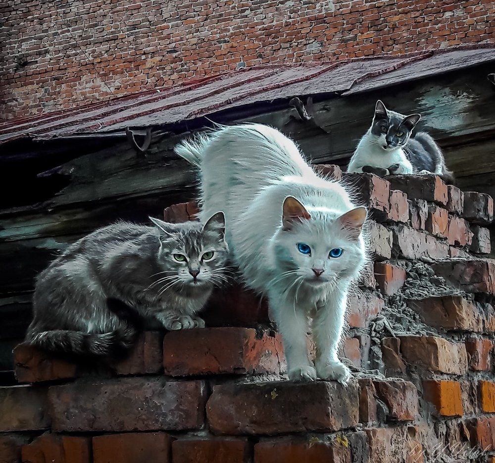 Усатые-полосатые...