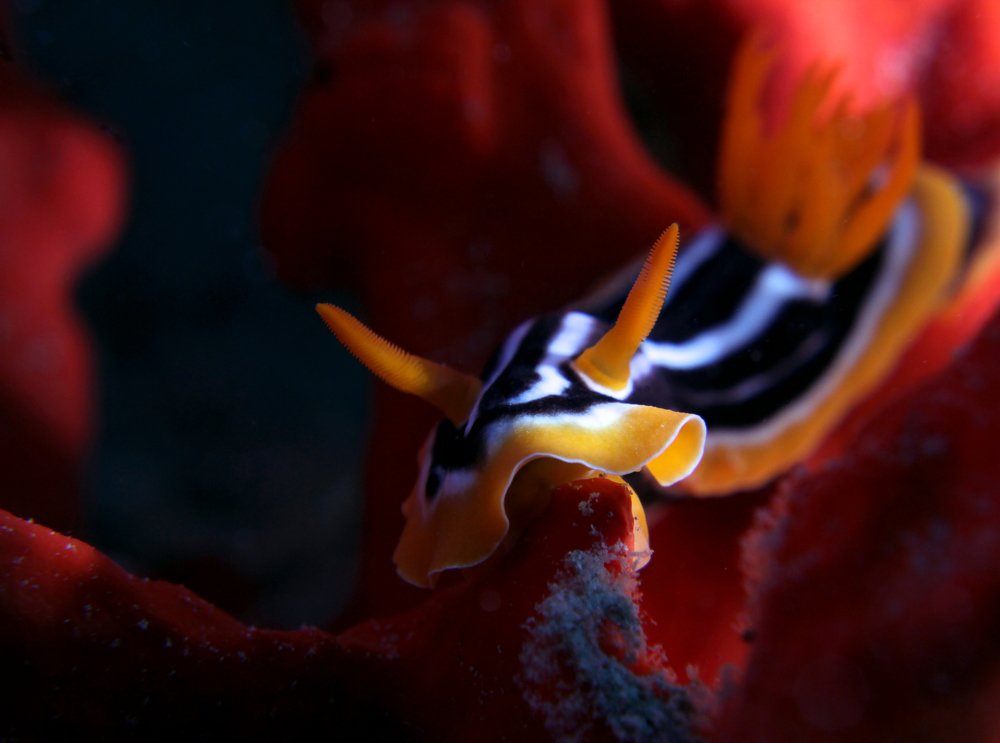 В алых покоях