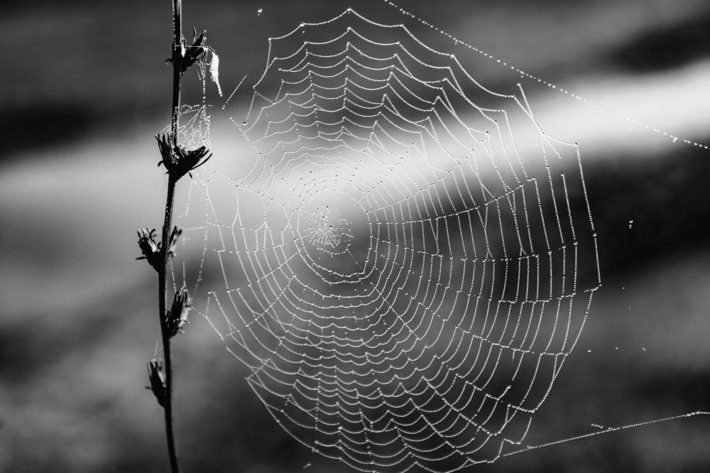 Photograph by Сергей Носов