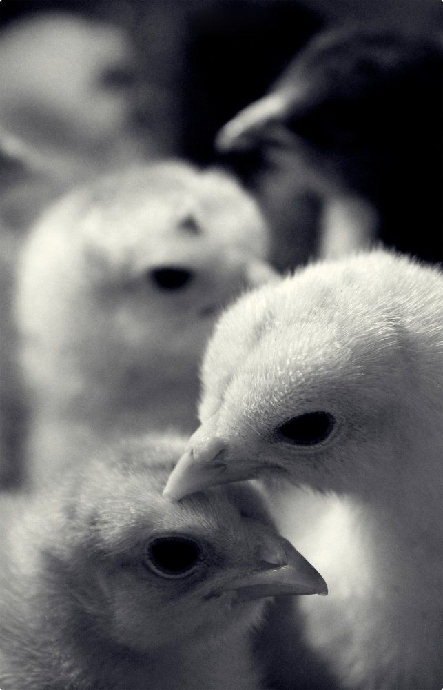 Friendship / Дружба