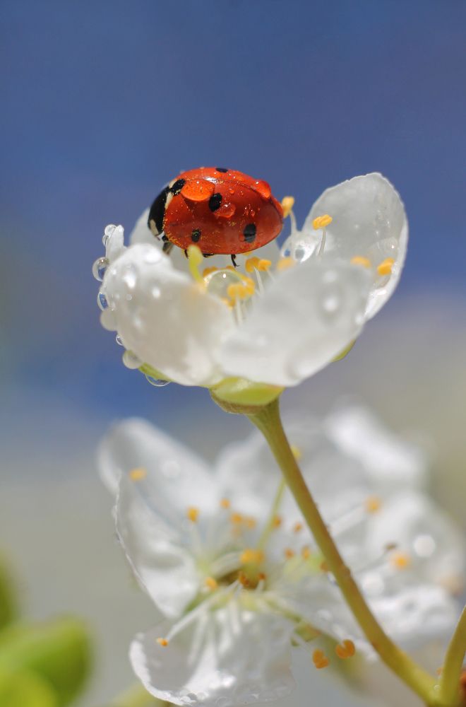 Traveler / Путешественник