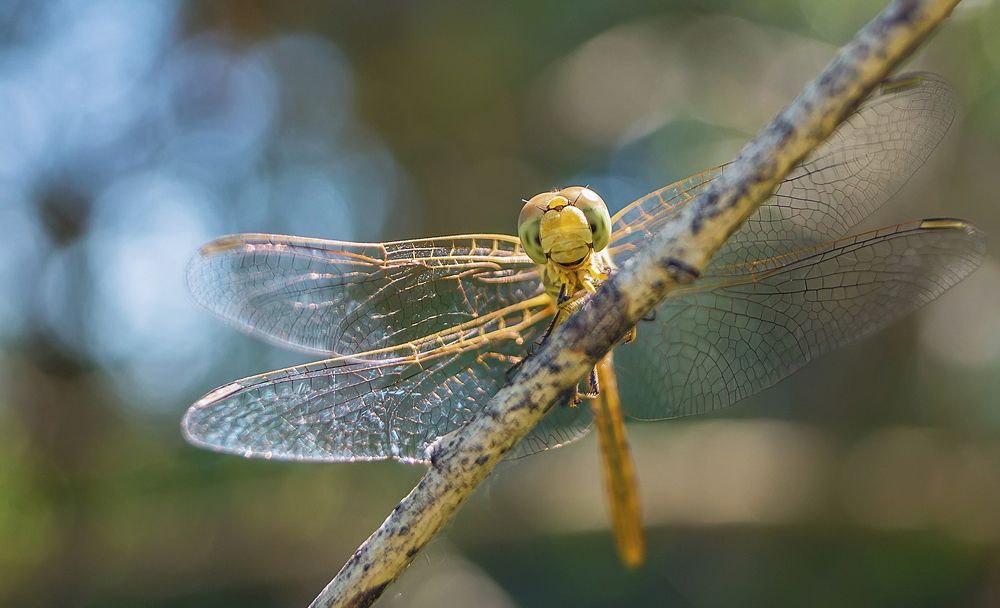 УЛЫБКА    Smile