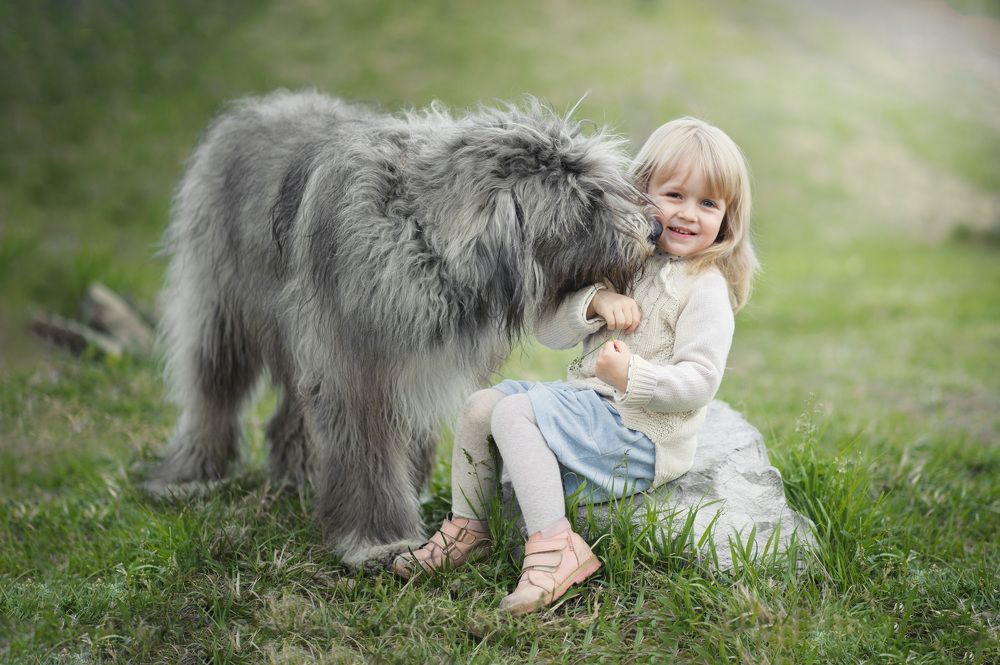 мой большой лохматый друг