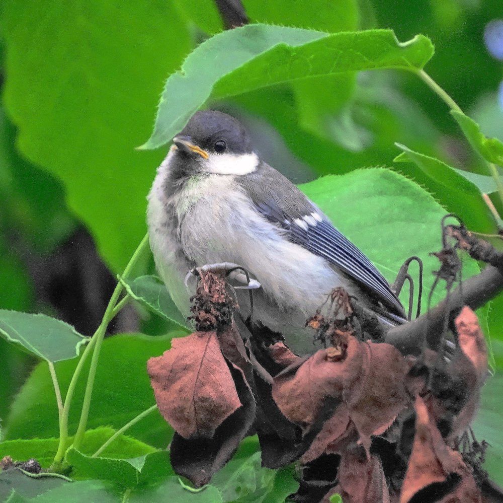 Малая синица (Parus ater)