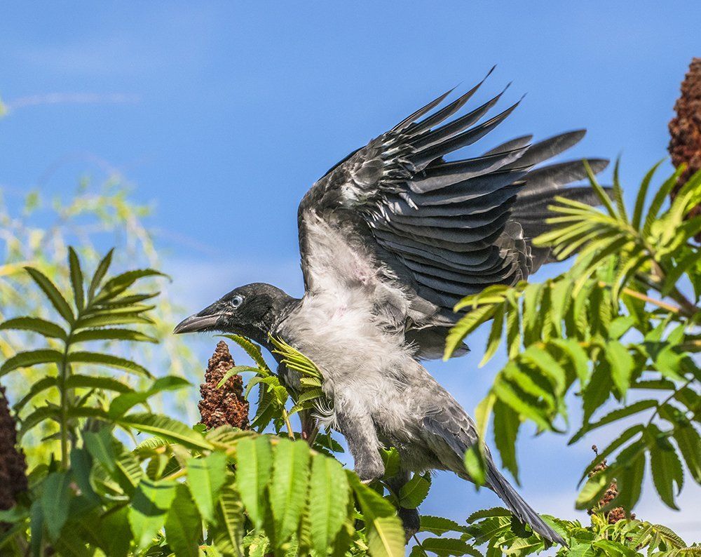 Ворона учится летать