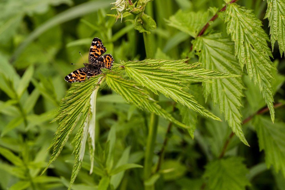 Мгновение лета