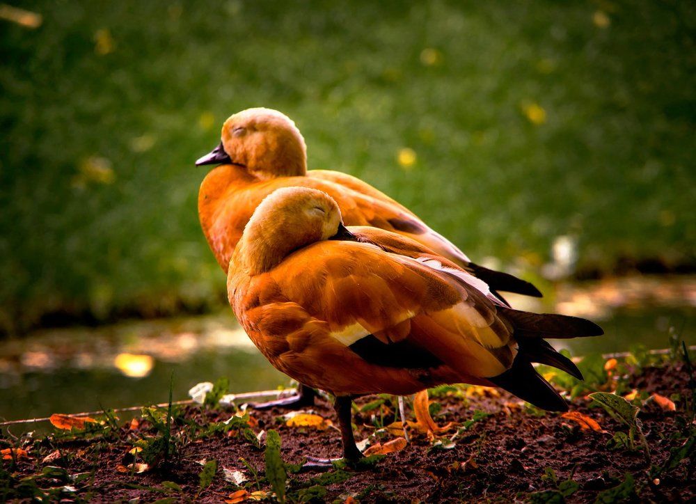 Послеполуденный сон