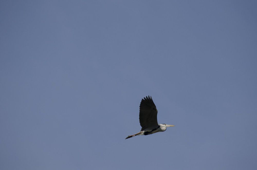 Ardea cinerea