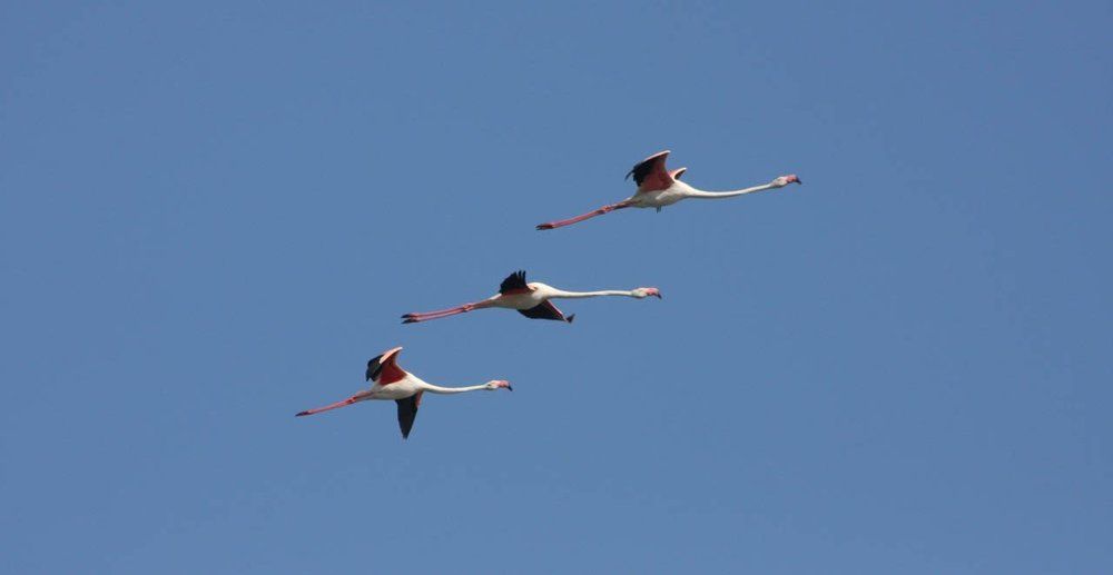 Flamingos