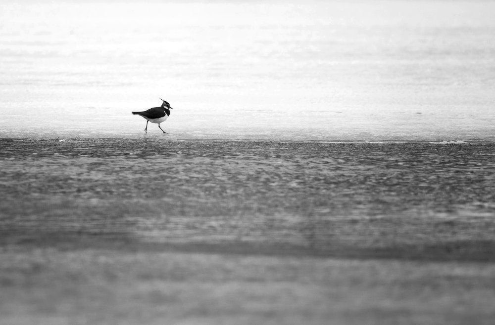 Чибисовый минимализм