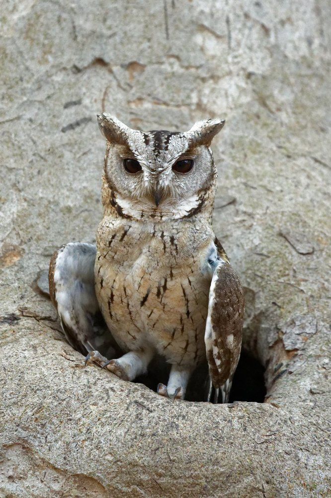 Scops owl ready to hunt.